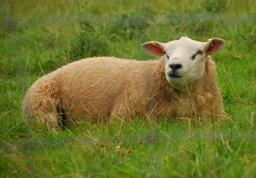 Sheep