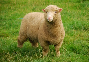 Woolly Chic wool