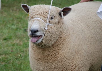 Sheep