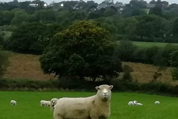 Narberth_Sheep