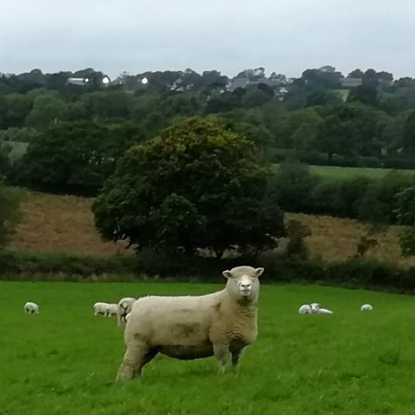 Narberth_Sheep