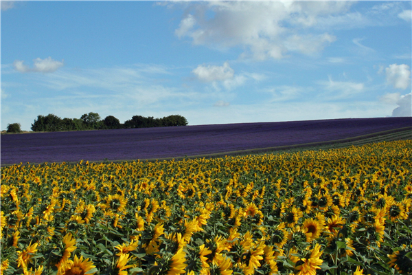 Sunflowers at Hitchin Lavender