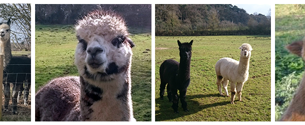 Super-cute-alpacas